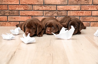 Mischievous chocolate Labrador Retriever puppies and torn paper near wall indoors