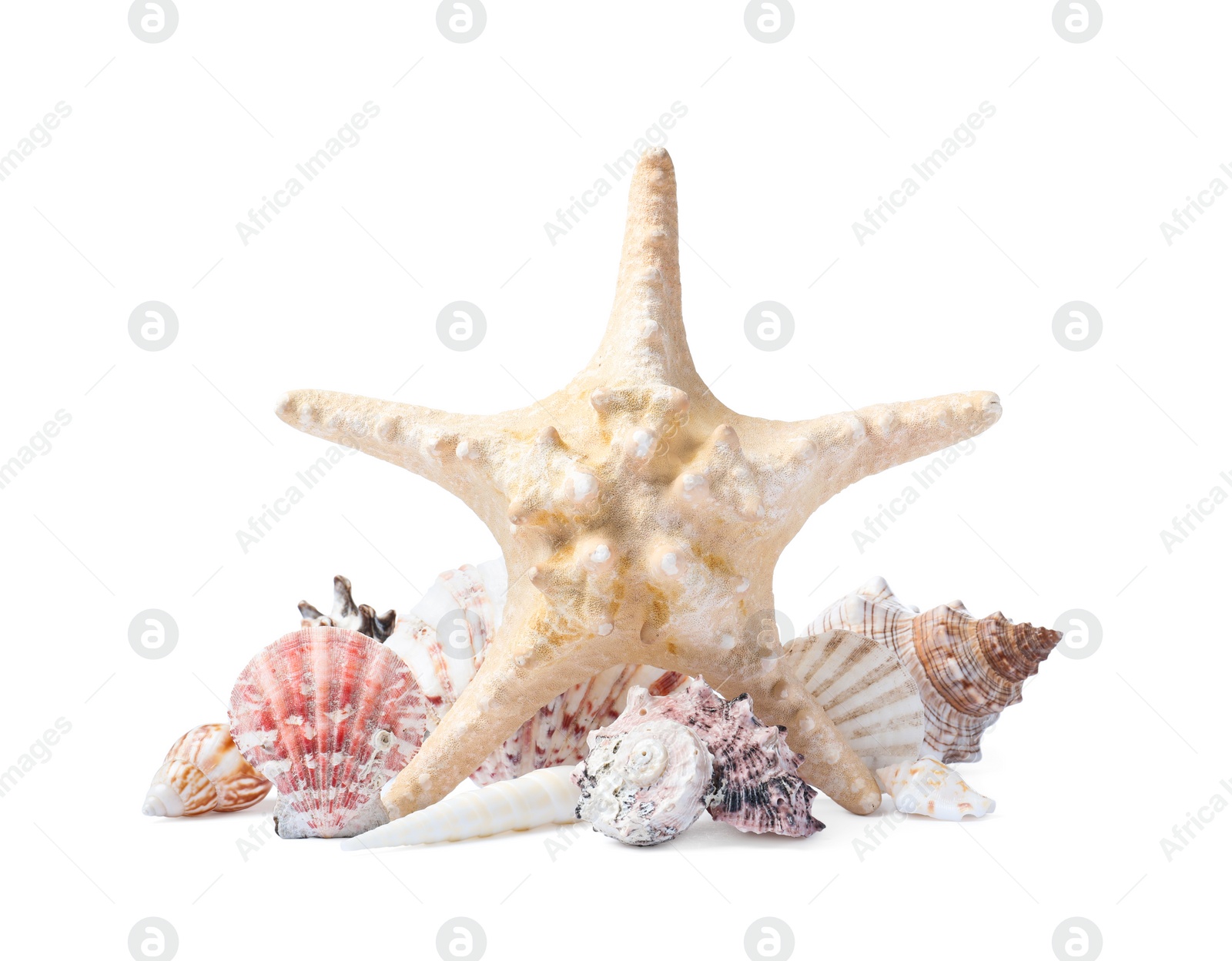 Photo of Beautiful sea star and seashells on white background