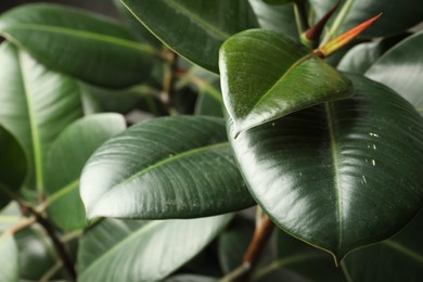 Ficus with lush leaves, closeup. Tropical plant