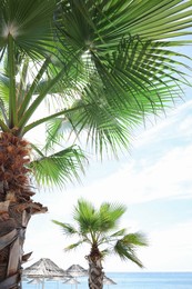 Photo of Beautiful palm trees on sea beach at resort