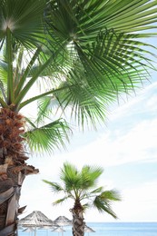 Beautiful palm trees on sea beach at resort