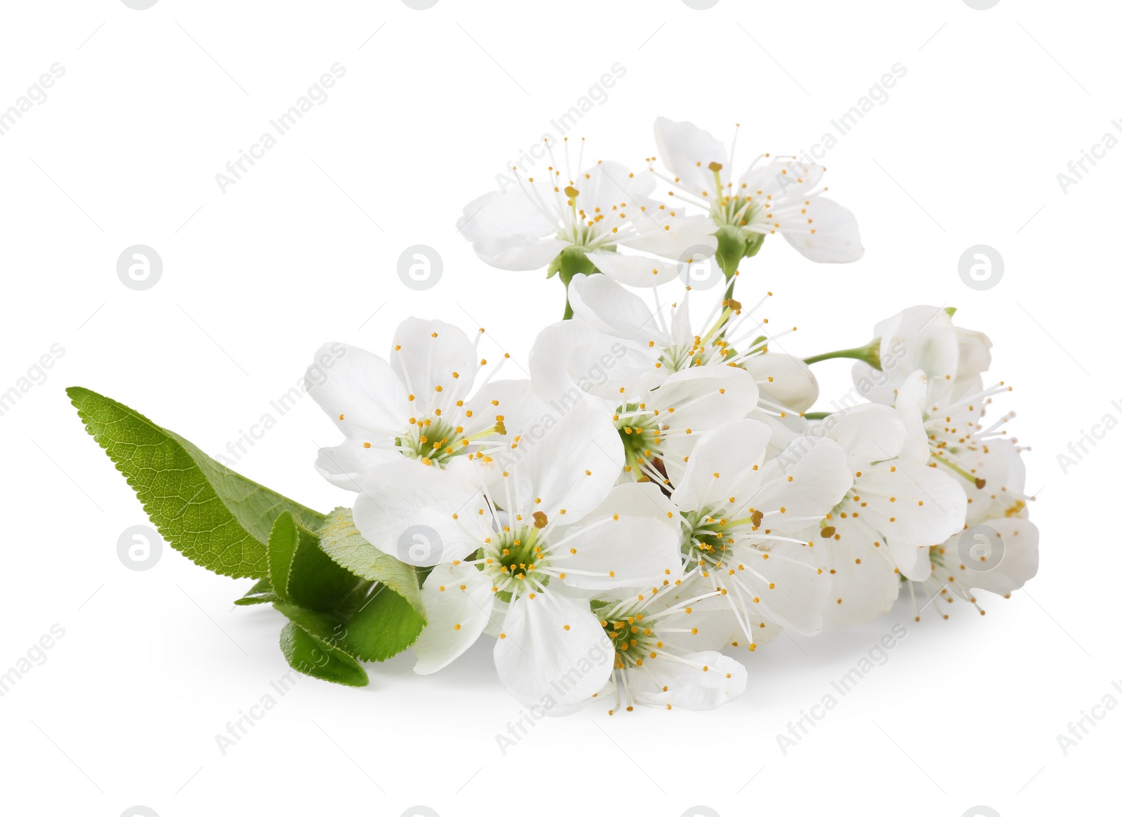 Photo of Beautiful spring blossoms with leaves isolated on white