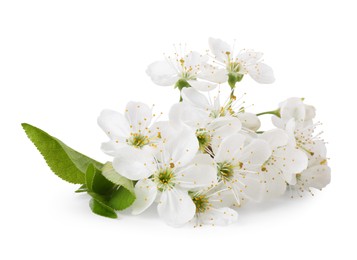 Photo of Beautiful spring blossoms with leaves isolated on white