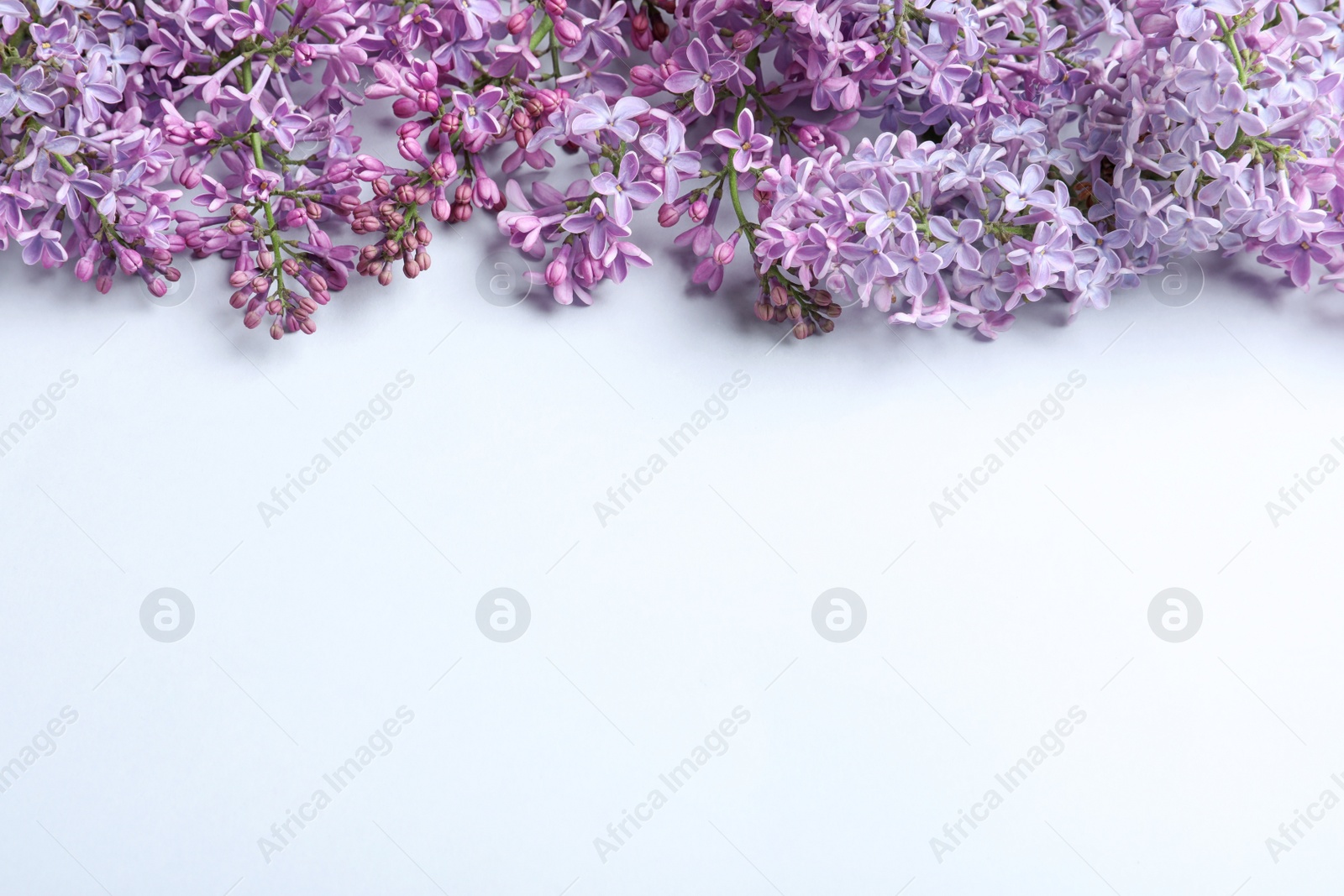 Photo of Blossoming lilac on light background. Spring flowers