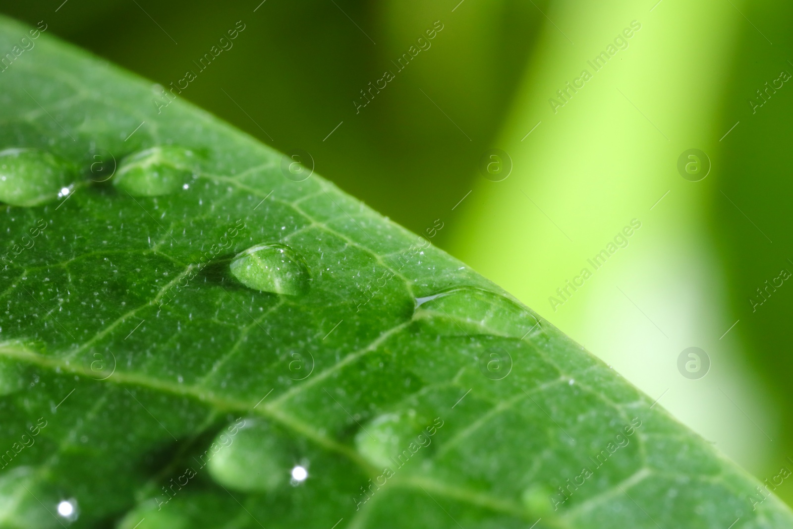 Photo of Macro photo of leaf with water drops on blurred green background