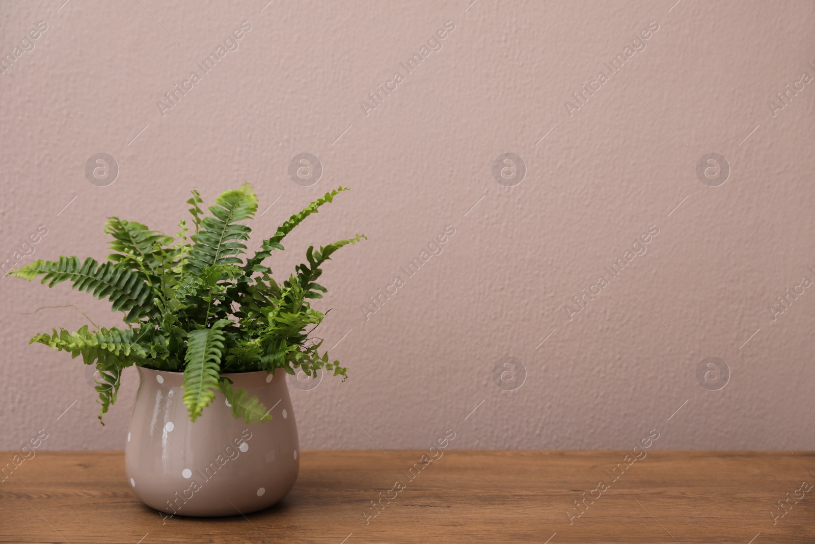 Photo of Beautiful fresh potted fern on wooden table. Space for text