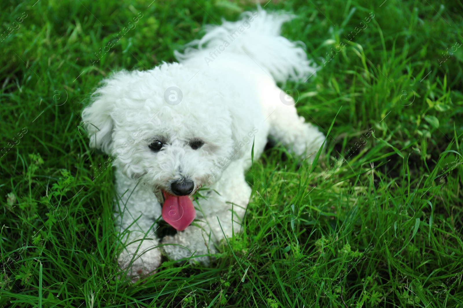 Photo of Cute fluffy Bichon Frise dog on green grass in park. Space for text