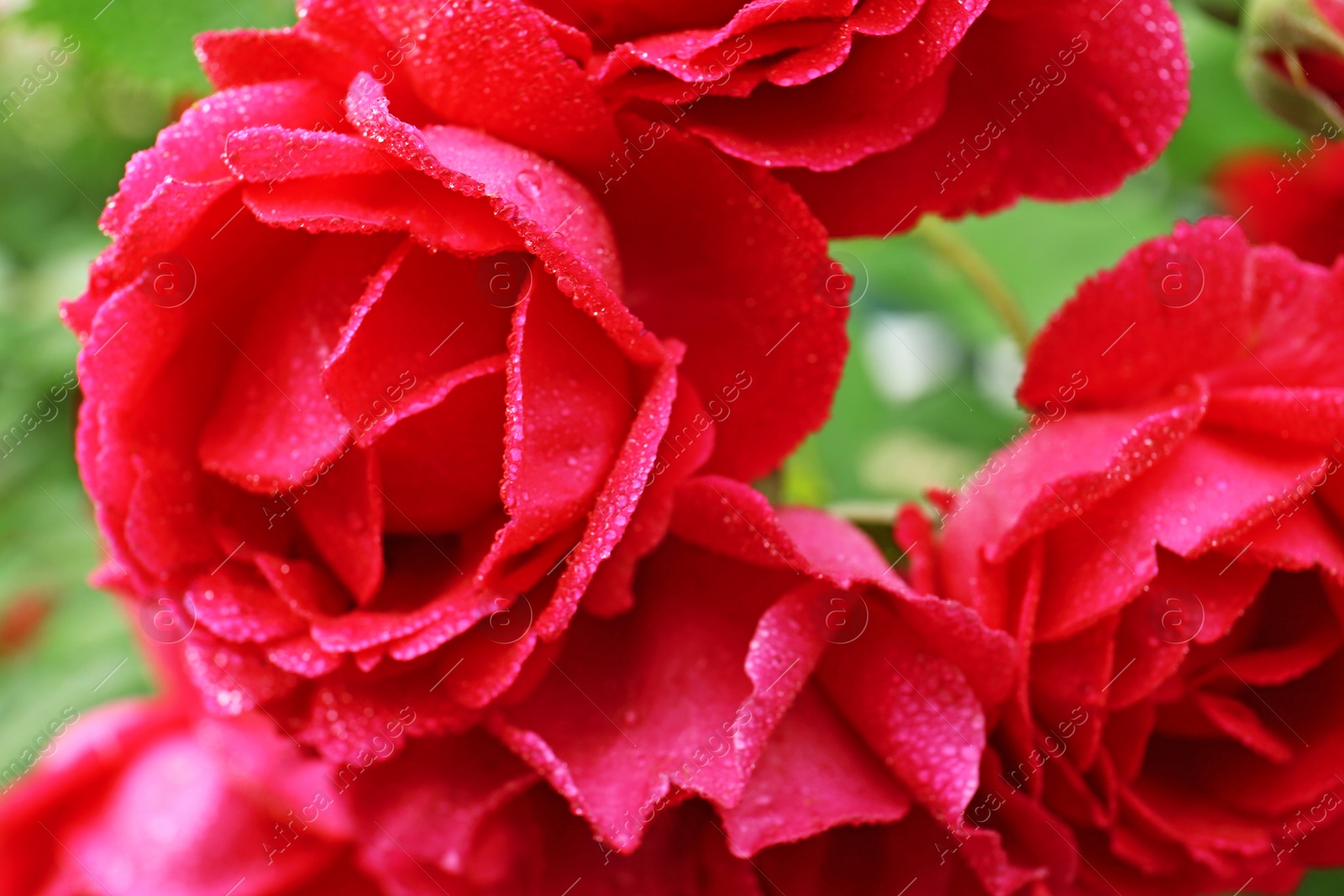 Photo of Beautiful blooming roses in green garden, closeup view