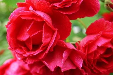 Photo of Beautiful blooming roses in green garden, closeup view