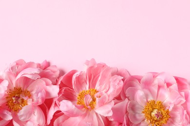 Photo of Beautiful peonies on pink background, flat lay. Space for text