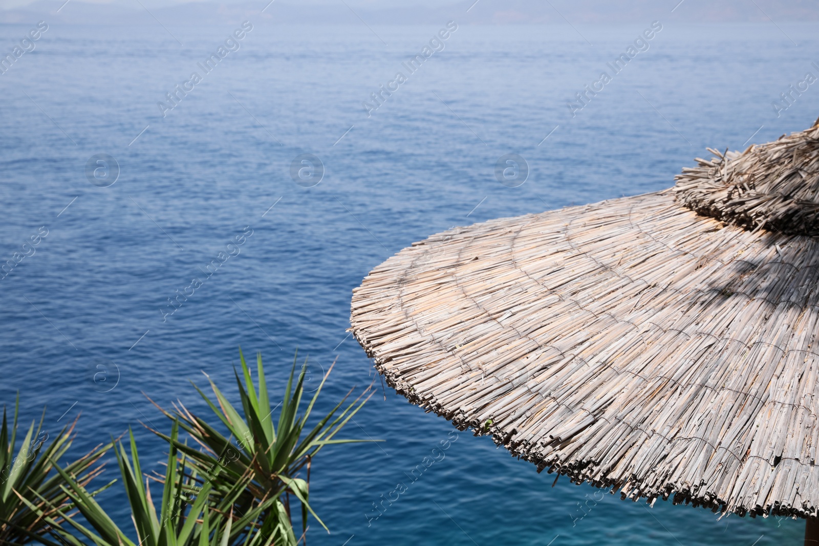 Photo of Beautiful straw umbrella and tropical tree near sea on sunny day