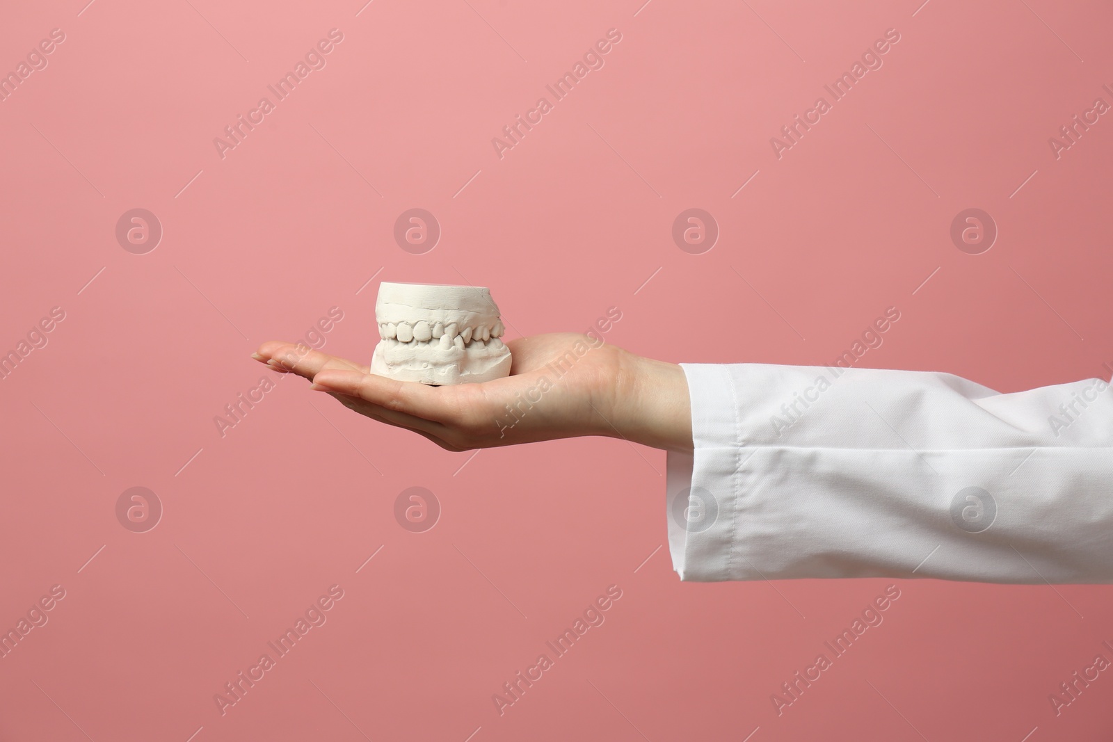 Photo of Doctor holding dental model with jaws on pink background, closeup. Cast of teeth