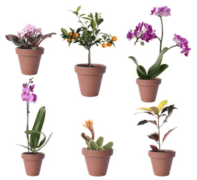 Image of Set of different houseplants in flower pots on white background