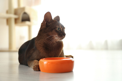 Beautiful Abyssinian cat near feeding bowl at home. Lovely pet