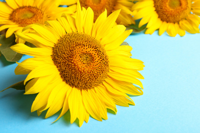 Photo of Beautiful bright sunflowers on light blue background, closeup