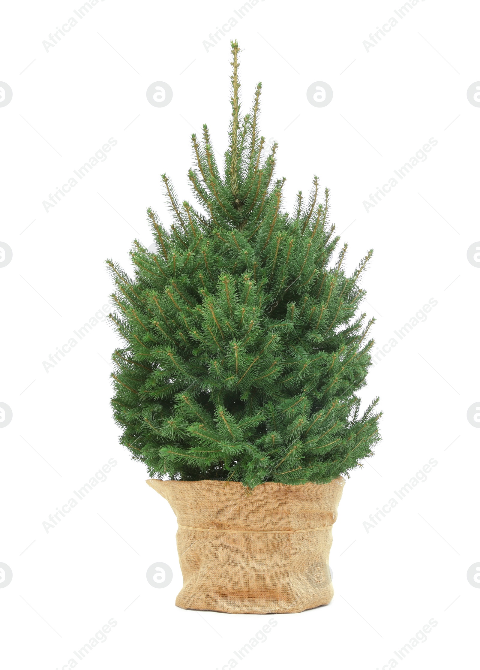 Photo of Beautiful natural Christmas tree isolated on white