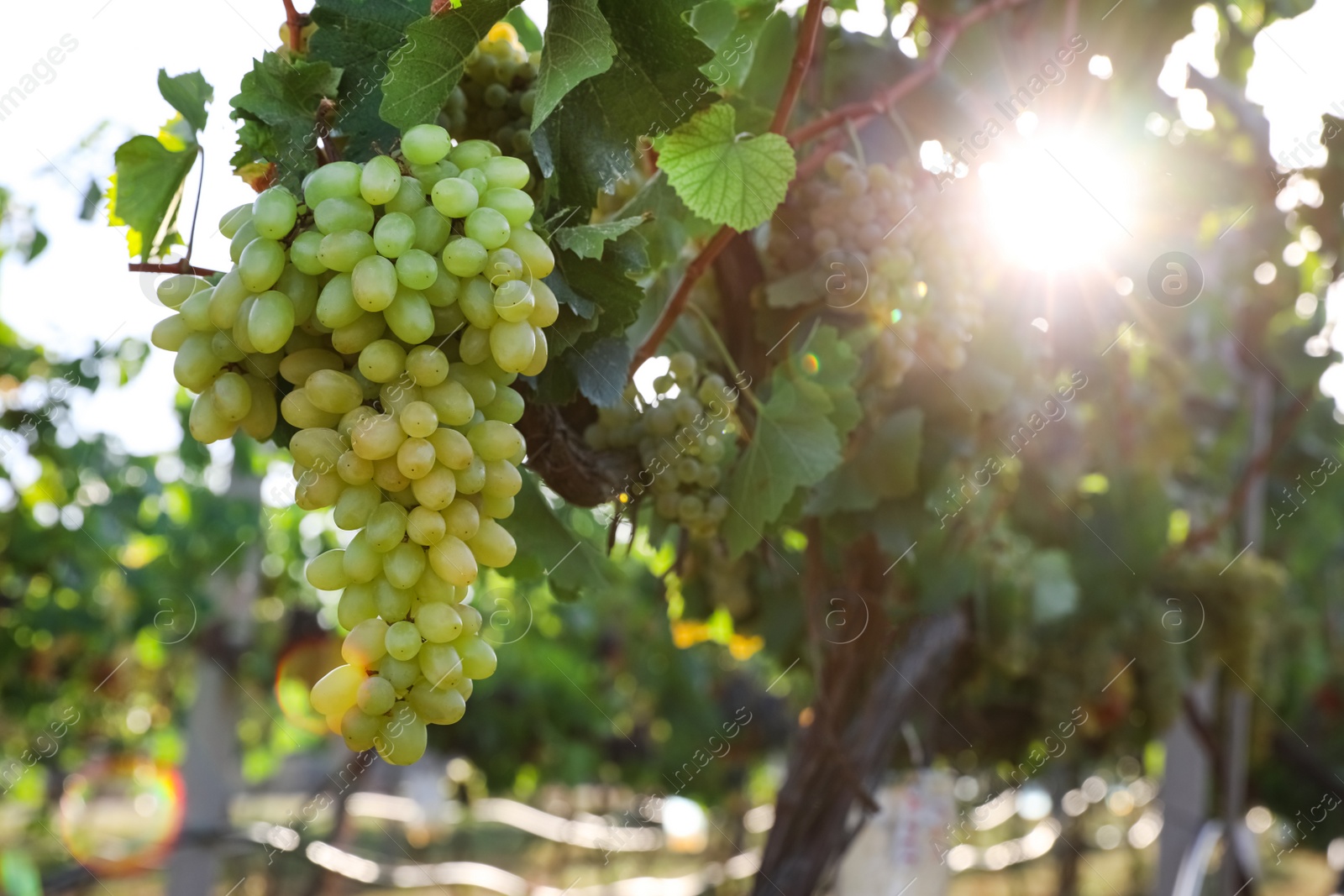 Photo of Delicious ripe grapes in vineyard. Harvest season