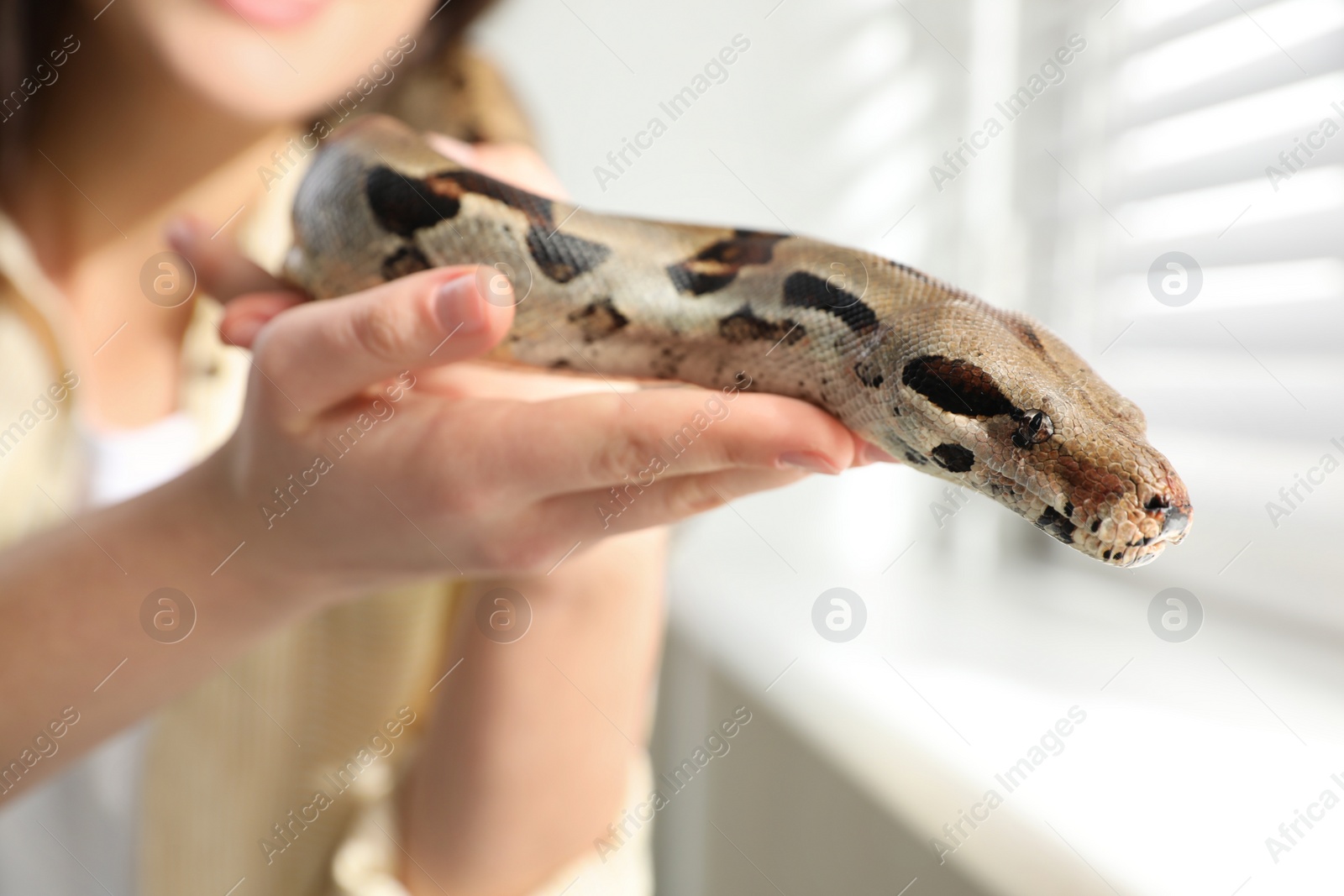 Photo of Woman with her boa constrictor at home, closeup. Exotic pet