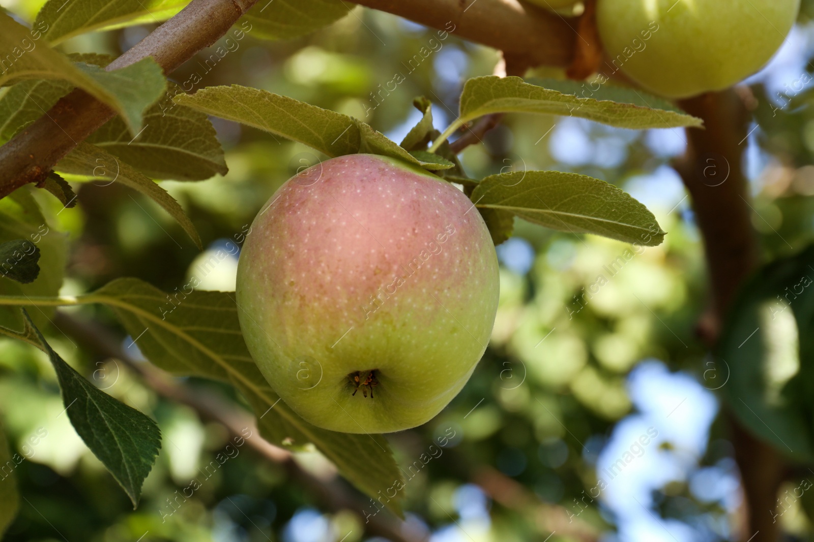 Photo of Fresh and ripe apple on tree branch, closeup