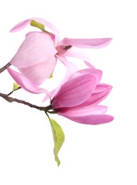 Photo of Beautiful pink magnolia flowers isolated on white