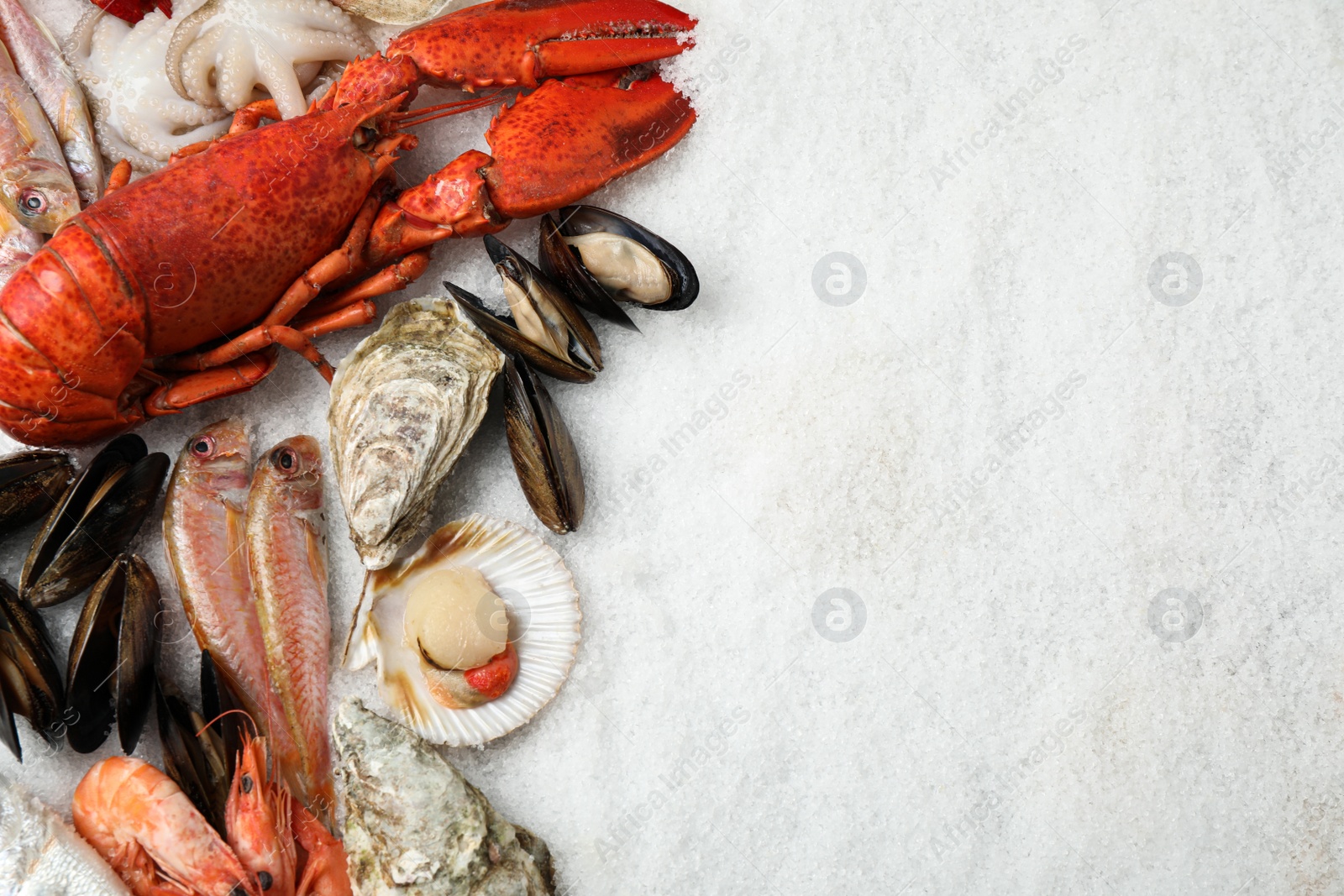 Photo of Fresh fish and seafood on ice, flat lay. Space for text