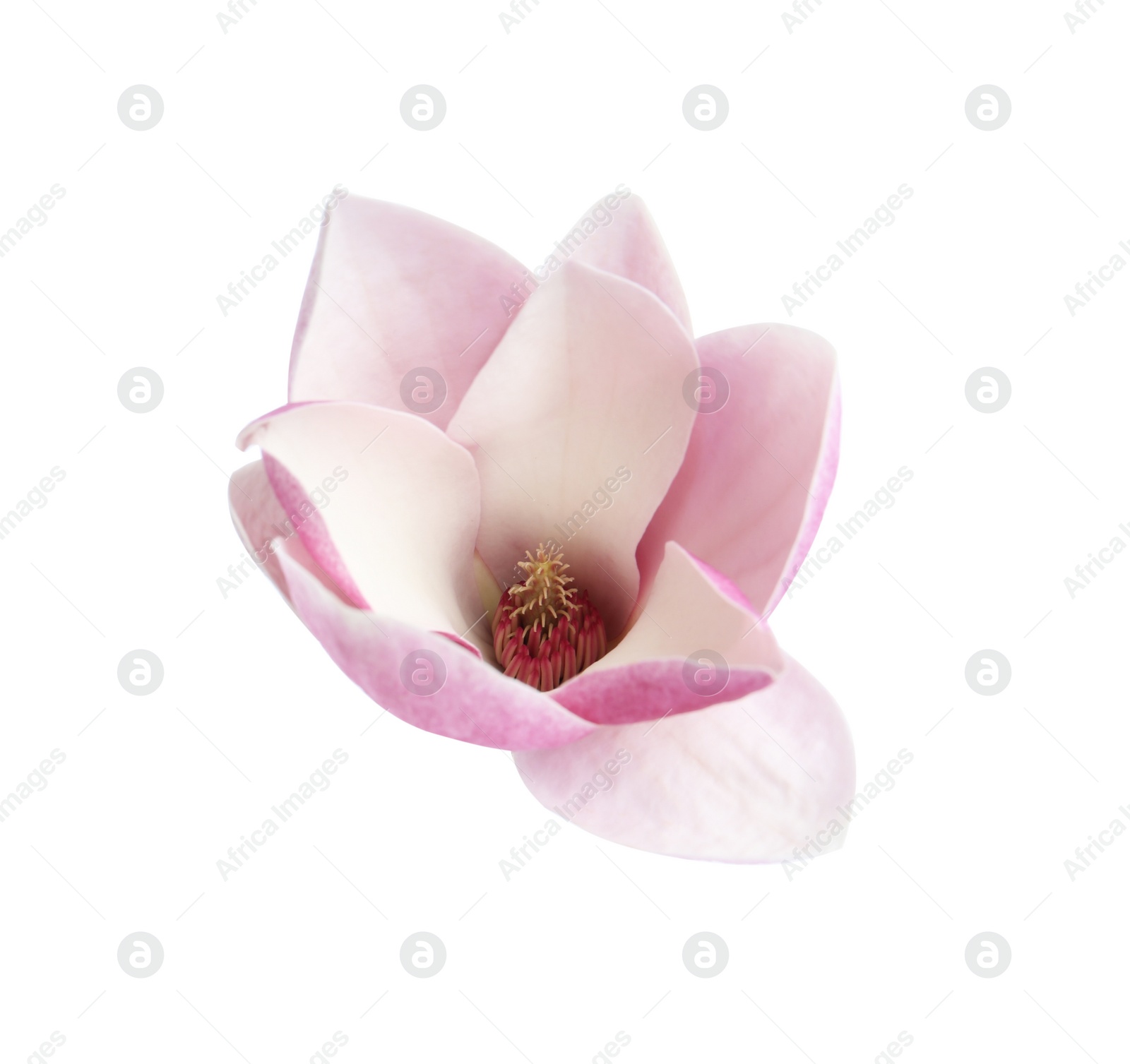 Photo of Beautiful magnolia flower isolated on white. Spring blossom