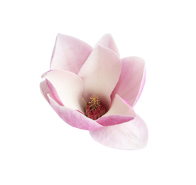 Beautiful magnolia flower isolated on white. Spring blossom