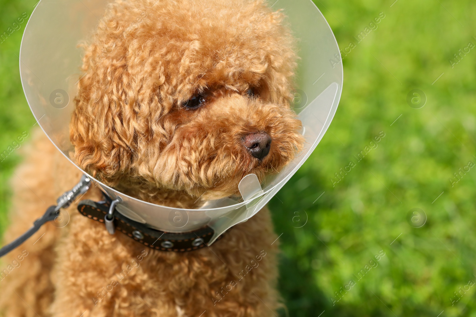 Photo of Cute Maltipoo dog with Elizabethan collar outdoors, closeup. Space for text