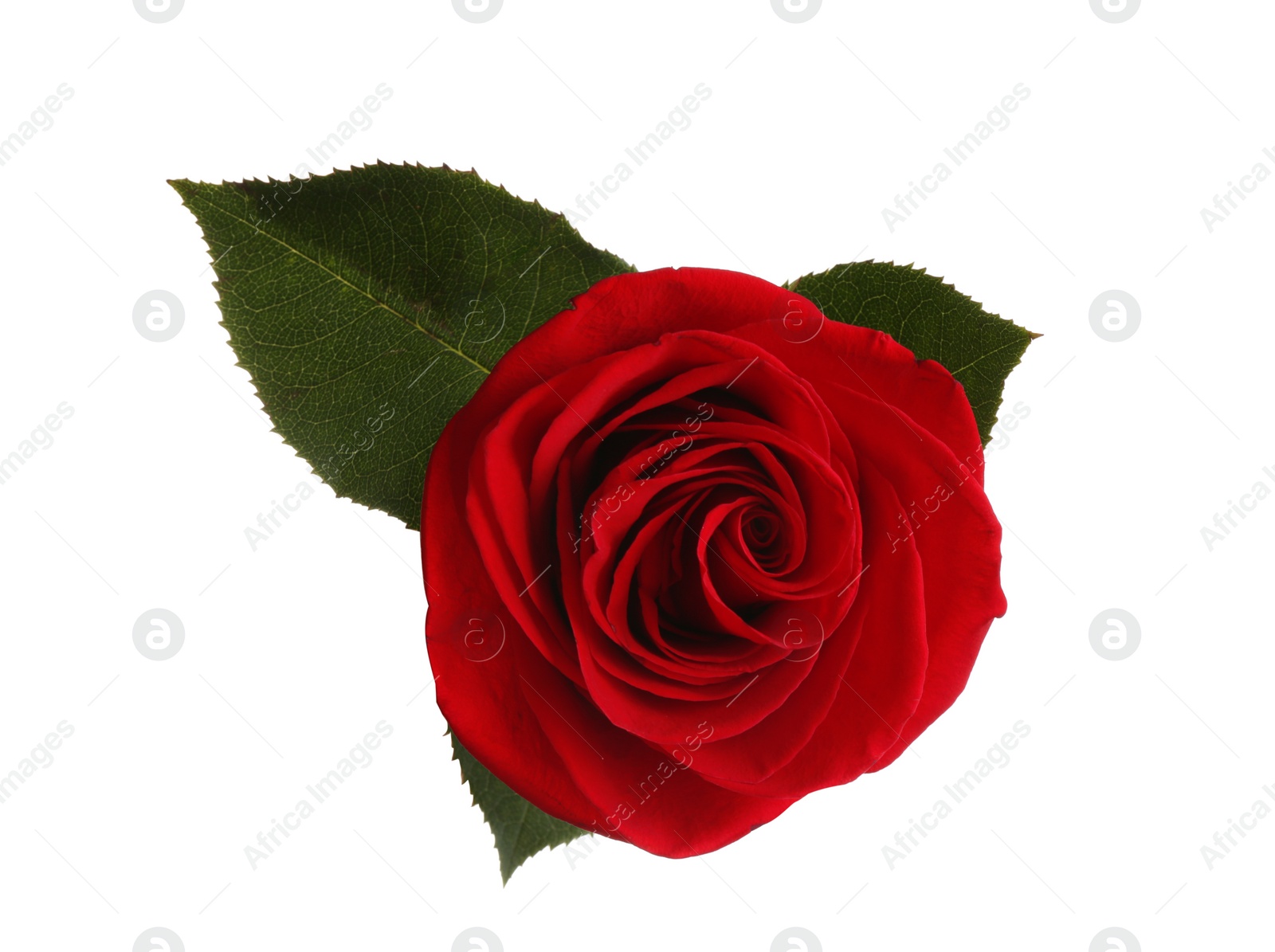 Photo of Beautiful red rose on white background, top view