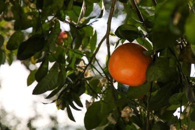 Photo of Fresh ripe grapefruit growing on tree outdoors