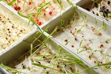Containers with sprouted seeds, closeup. Laboratory research