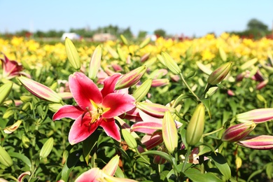 Beautiful bright pink lilies growing at flower field