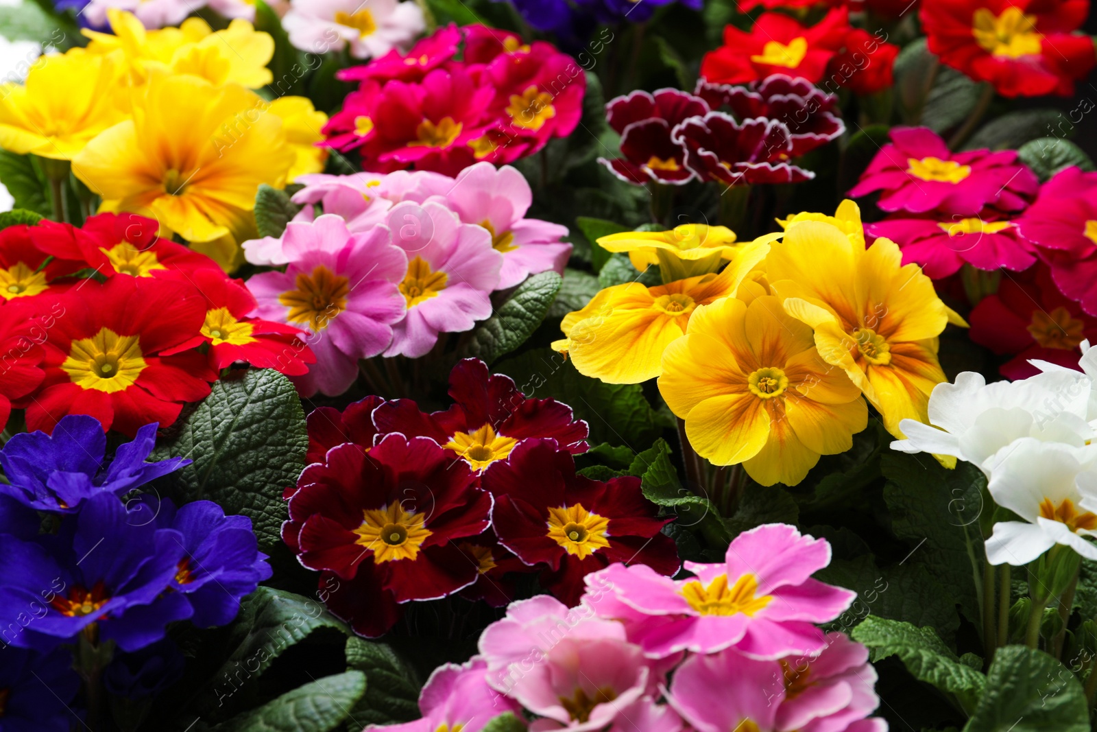 Photo of Beautiful primula (primrose) plants with colorful flowers as background, closeup. Spring blossom