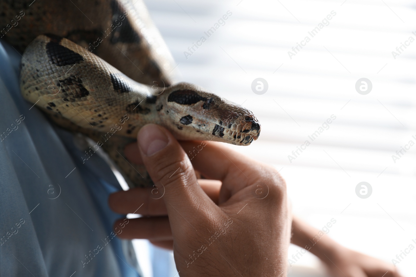 Photo of Man with his boa constrictor at home, closeup. Exotic pet