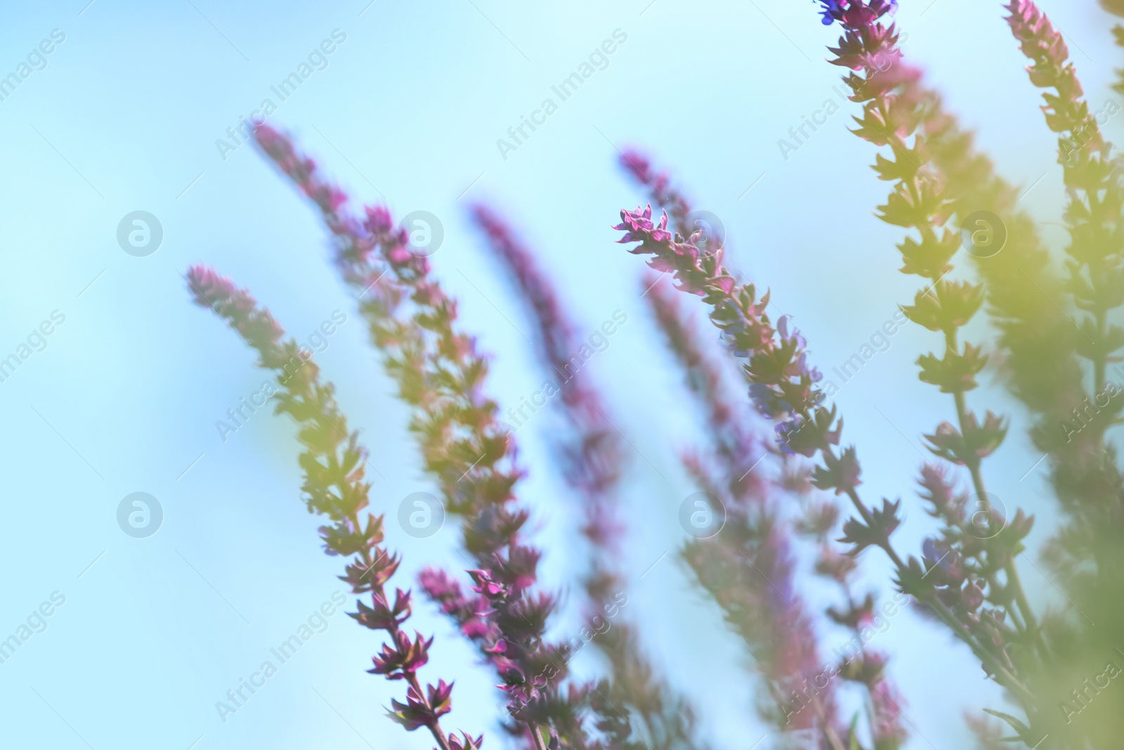 Photo of Beautiful wild flowers outdoors on sunny day. Amazing nature in summer