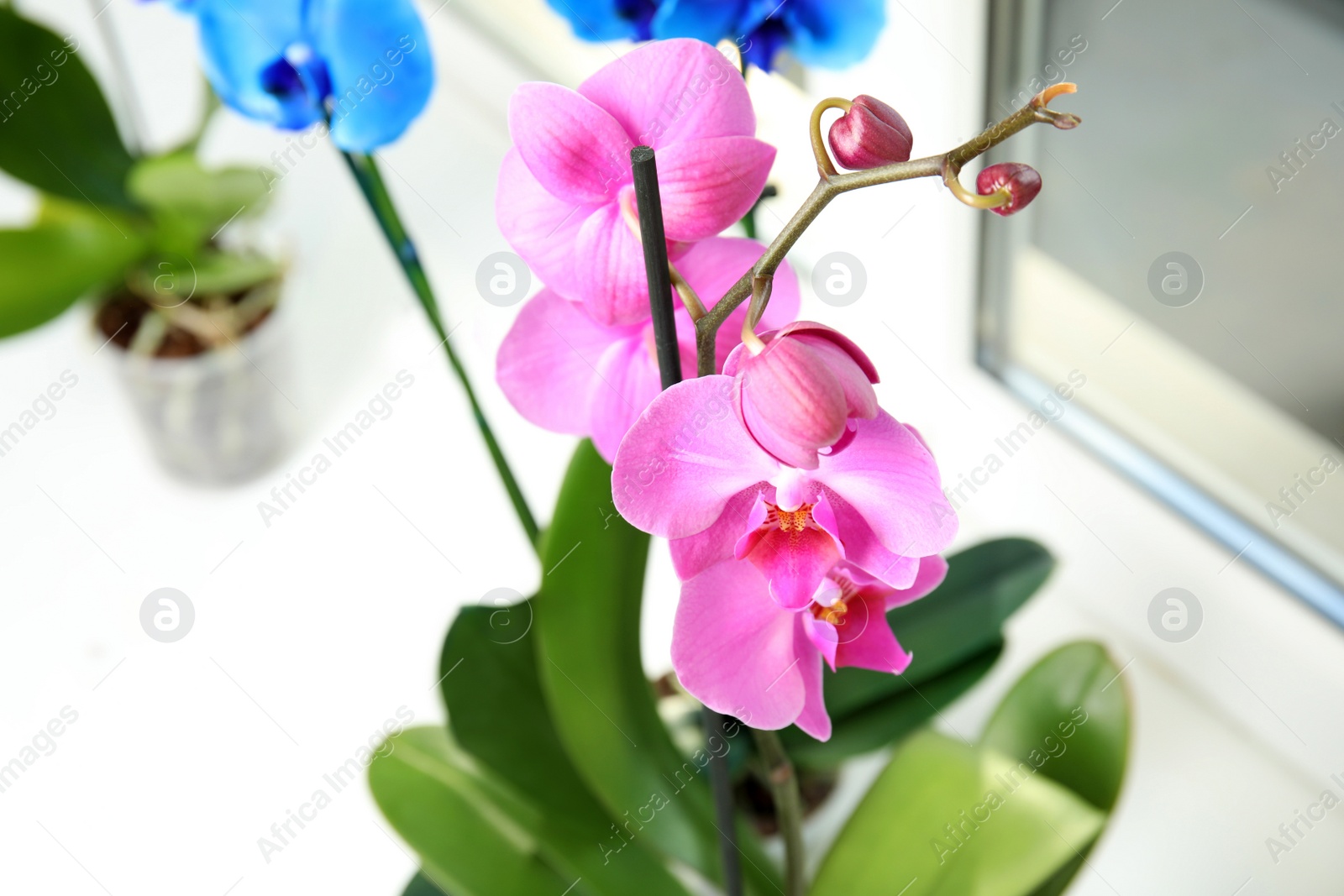 Photo of Beautiful tropical orchid flower on windowsill, closeup