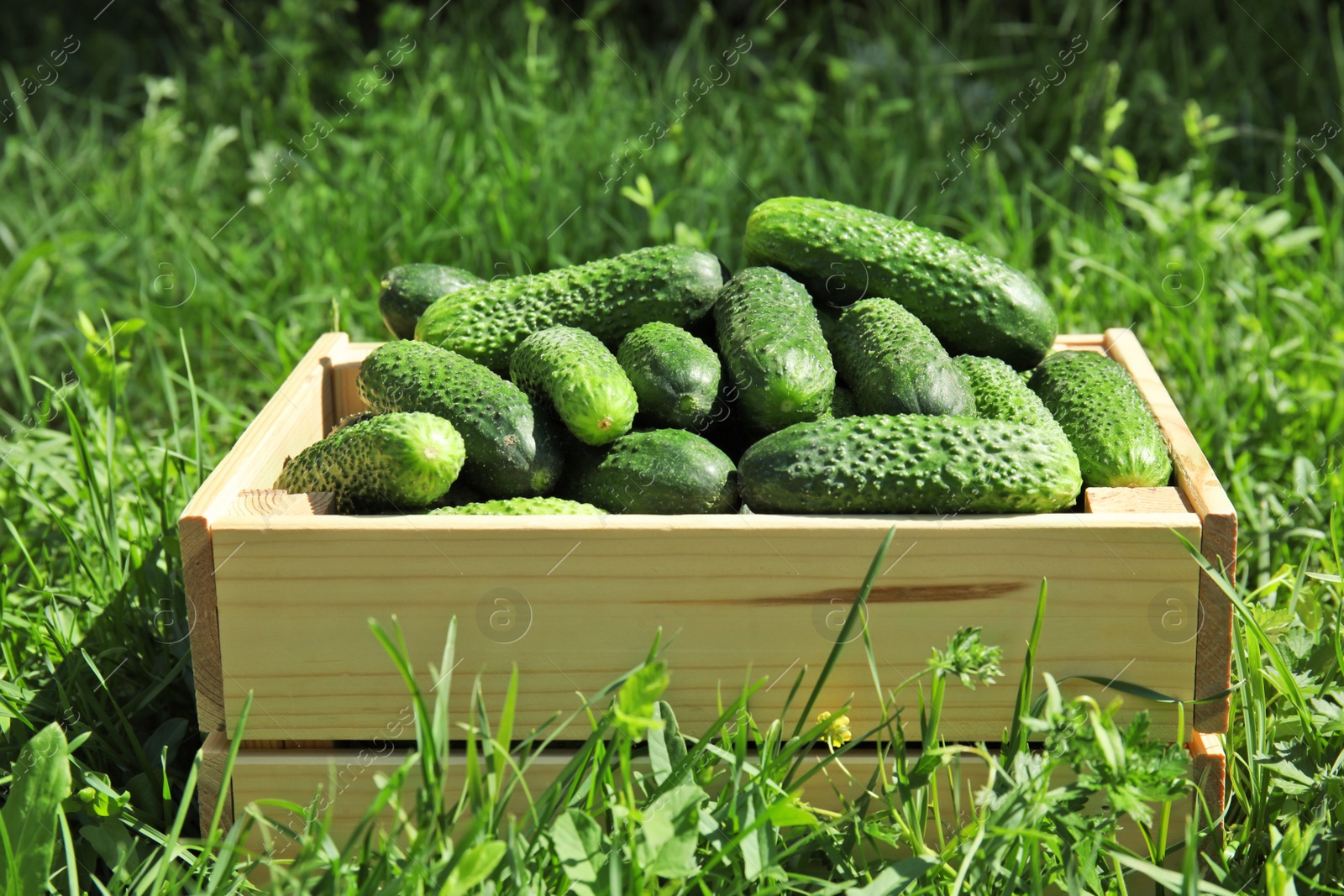 Photo of Wooden crate with ripe fresh cucumbers on green grass