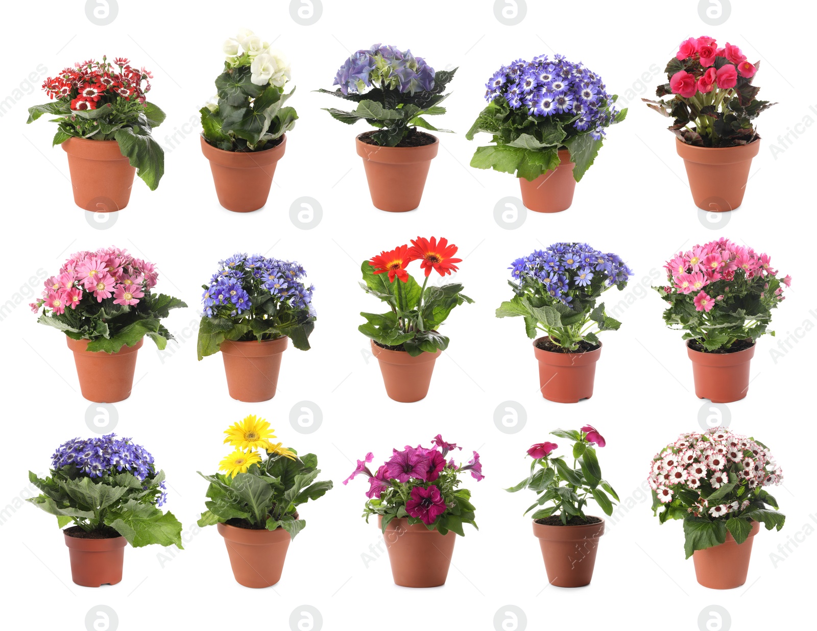 Image of Collection of beautiful flowers in pots on white background 