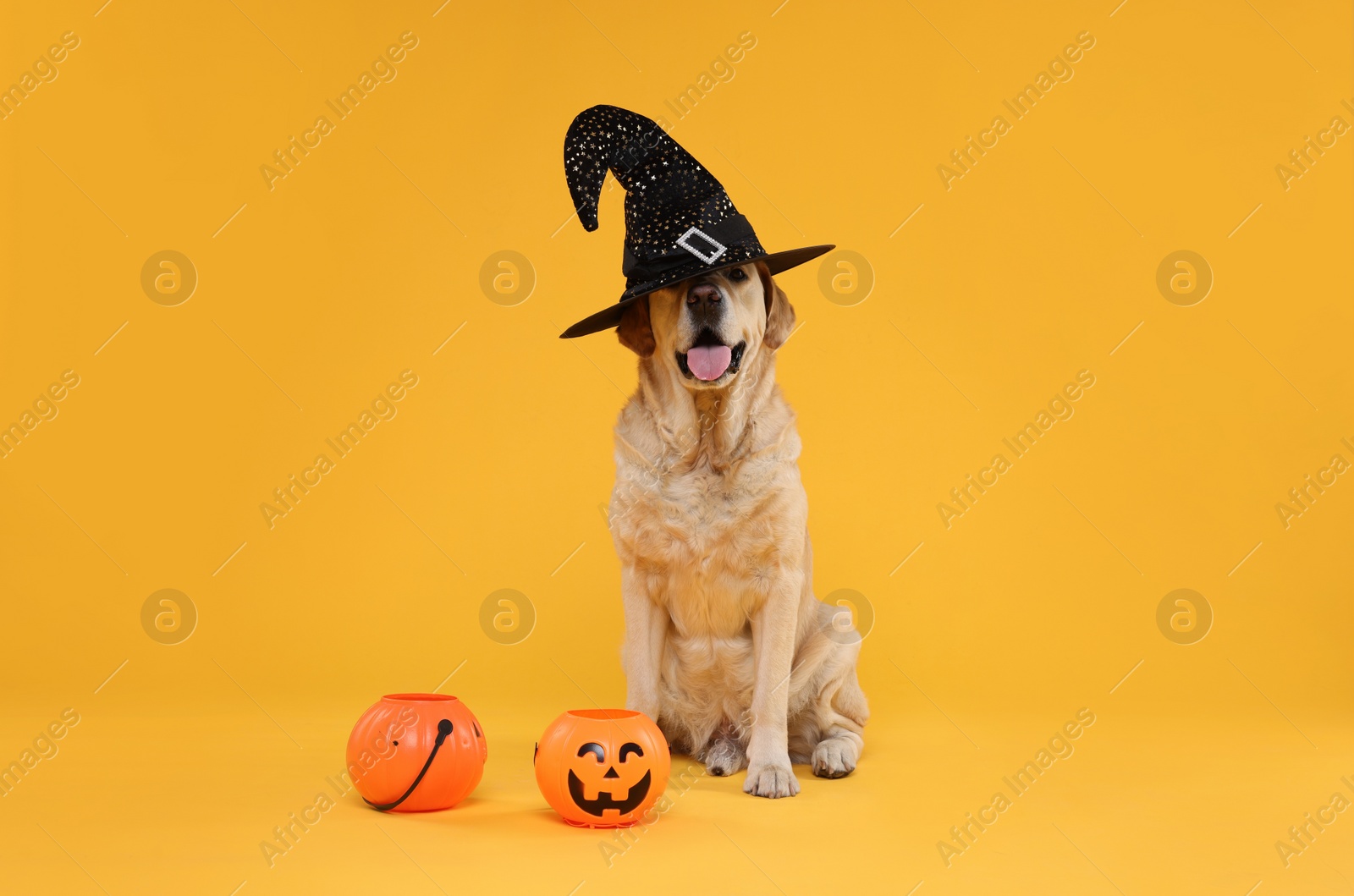 Photo of Cute Labrador Retriever dog in wizard hat with Halloween buckets on orange background