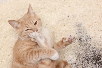 Cute ginger cat on carpet with scattered soil, top view