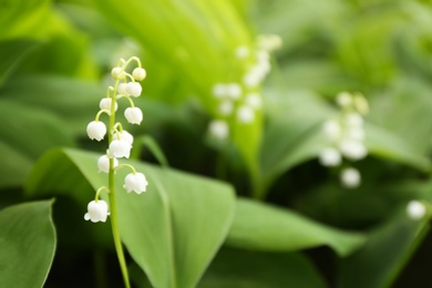 Beautiful fragrant lily of the valley as background. Space for text