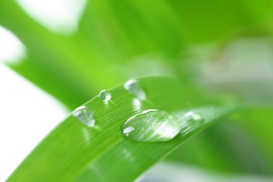 Photo of Water drops on green leaf against blurred background