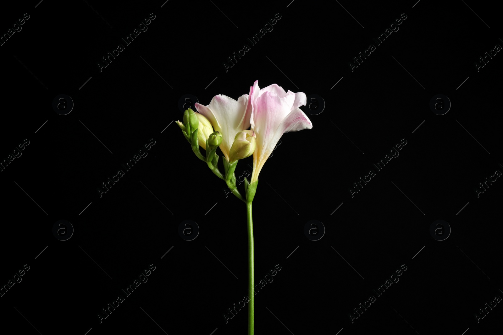 Photo of Beautiful tender freesia flower on black background