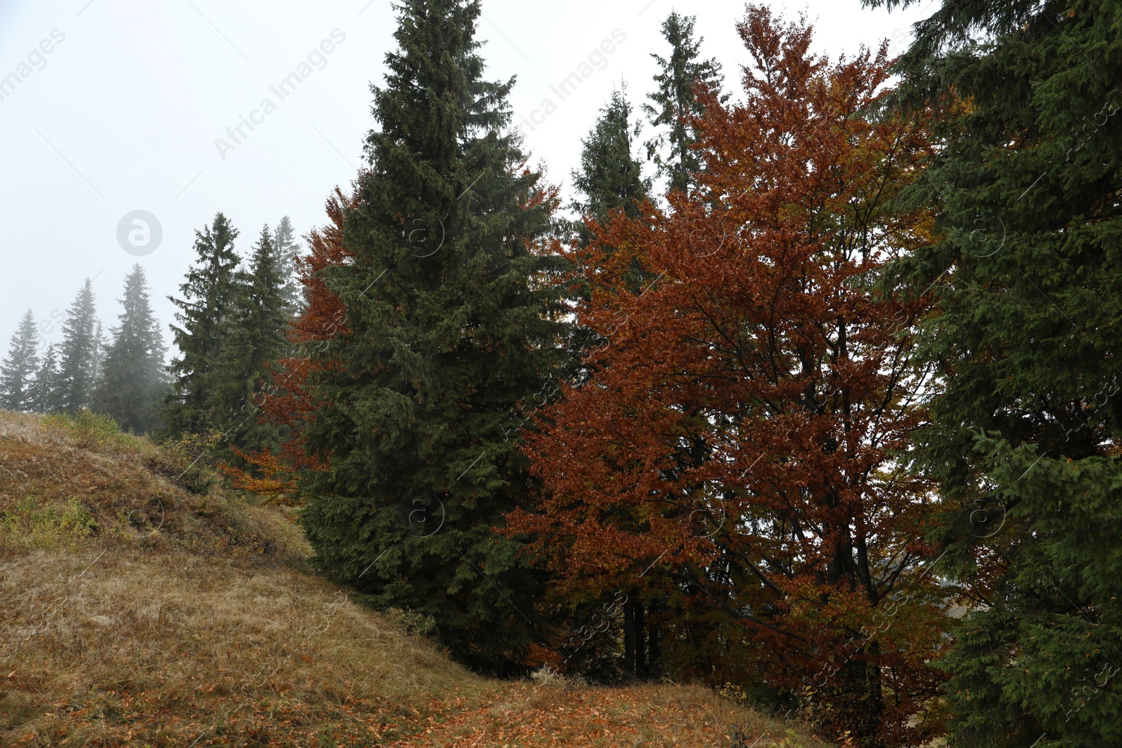 Photo of Beautiful view of forest in autumn. Picturesque landscape