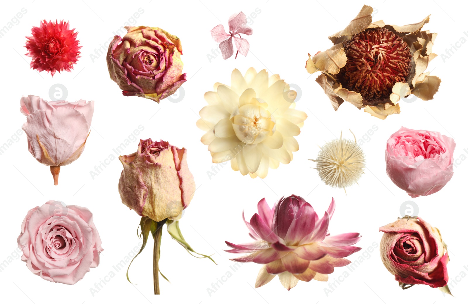 Image of Set with beautiful dry flowers on white background 