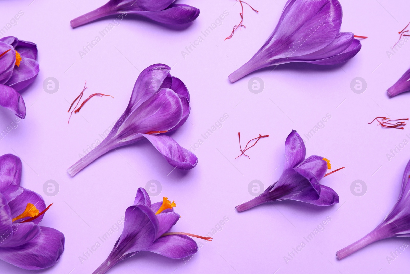 Photo of Beautiful Saffron crocus flowers on light violet background, flat lay