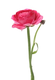 Photo of Beautiful spring ranunculus flower isolated on white
