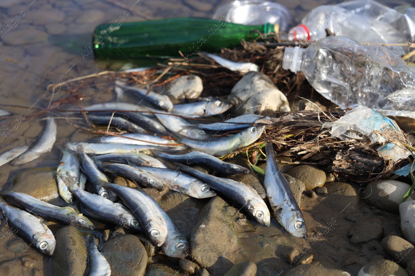 Photo of Dead fishes and trash near river. Environmental pollution concept