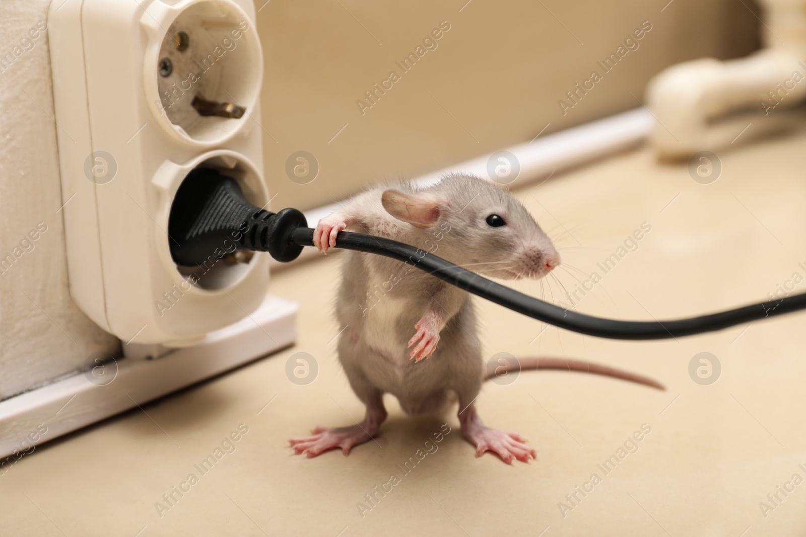 Photo of Small grey rat with electric wire near socket on floor