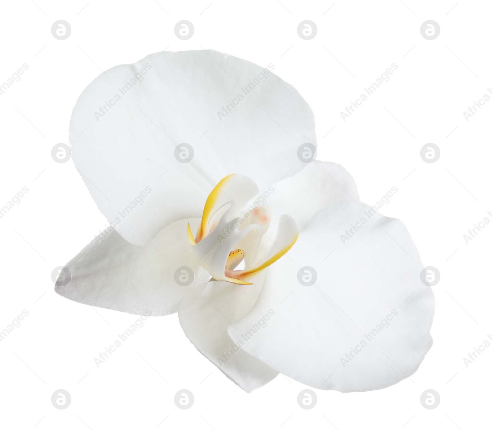 Photo of Beautiful tropical orchid flower on white background